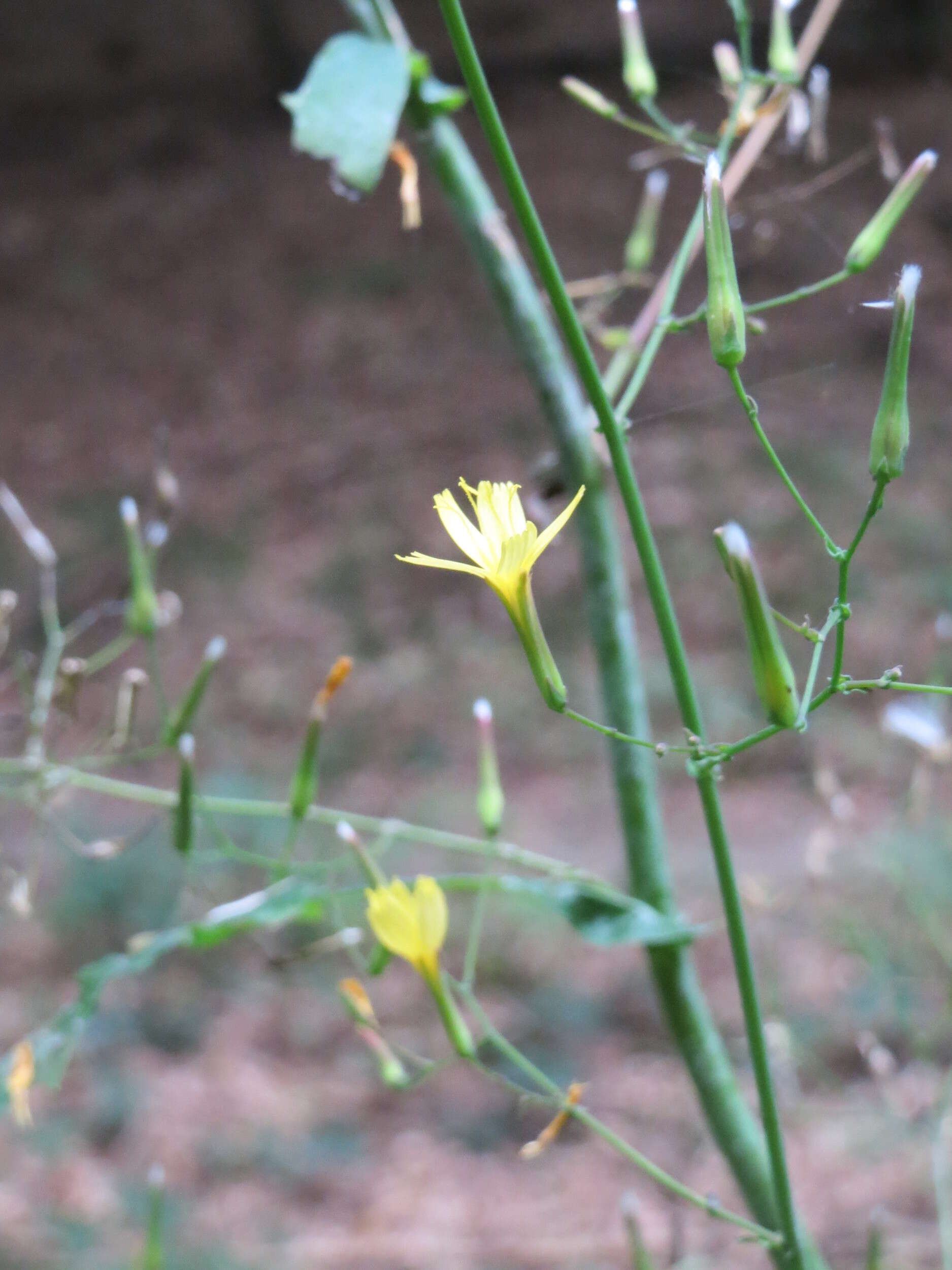 صورة Lactuca muralis