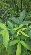 Image of Zanthoxylum armatum DC.