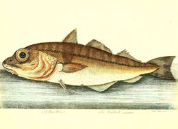 Image of Haddock