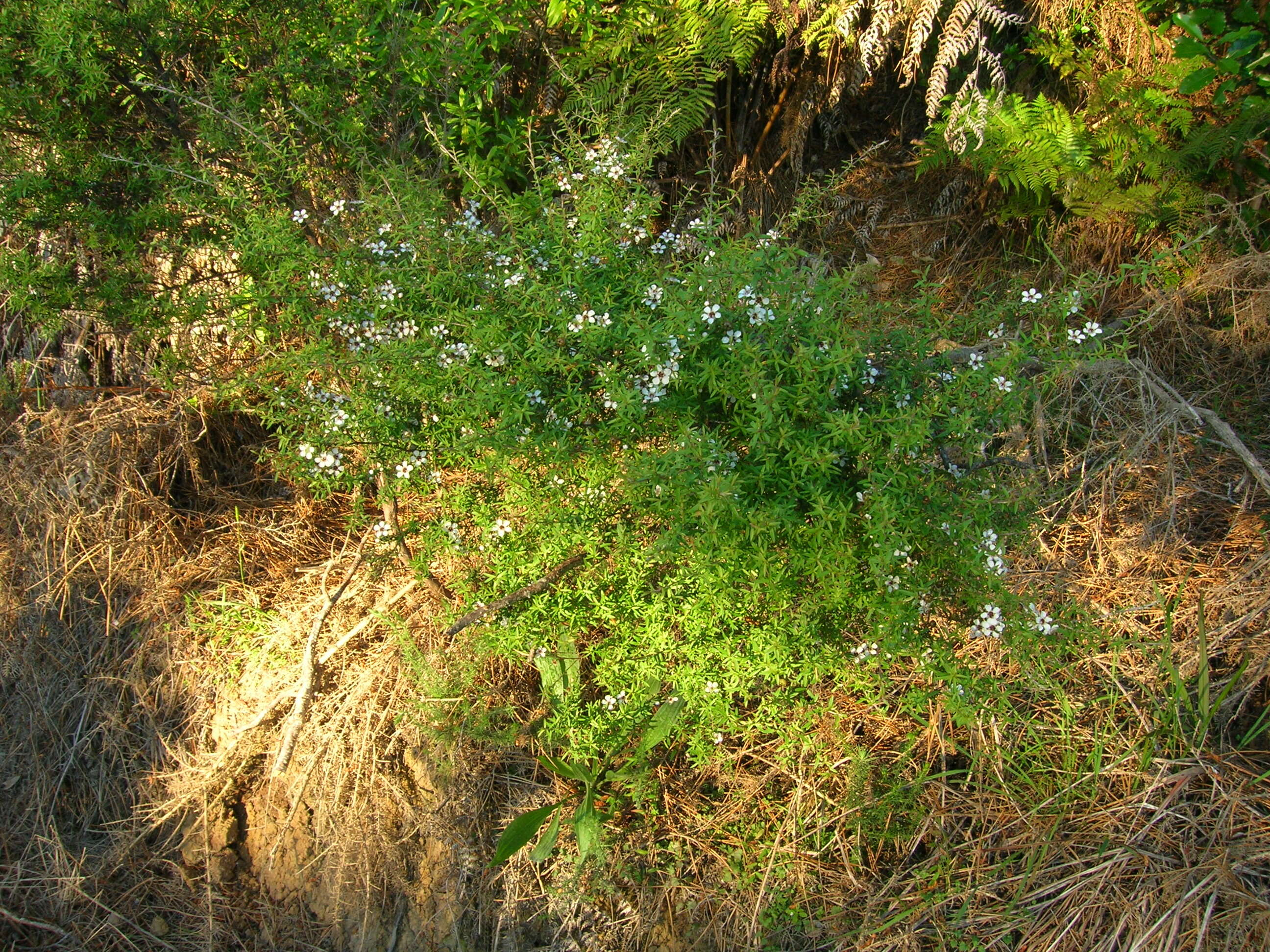 Image of Mānuka