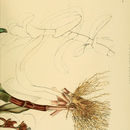 Image of <i>Cyanotis obtusa</i> (Trimen) Trimen