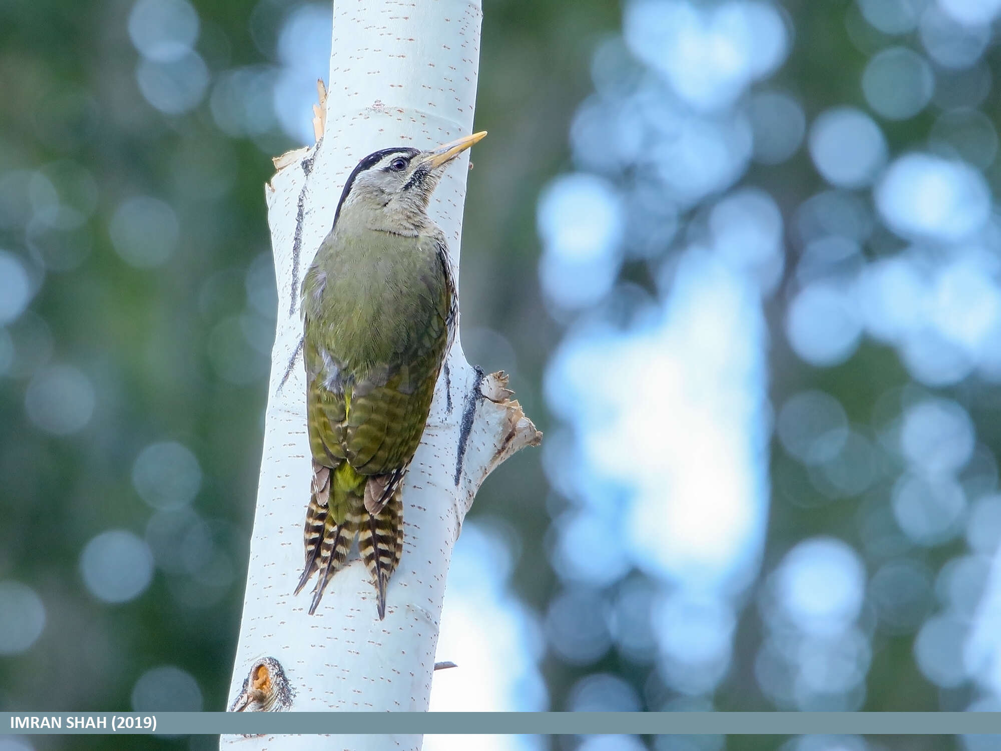 Image of Scaly-bellied Woodpecker