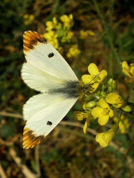 Image of Moroccan Orange Tip