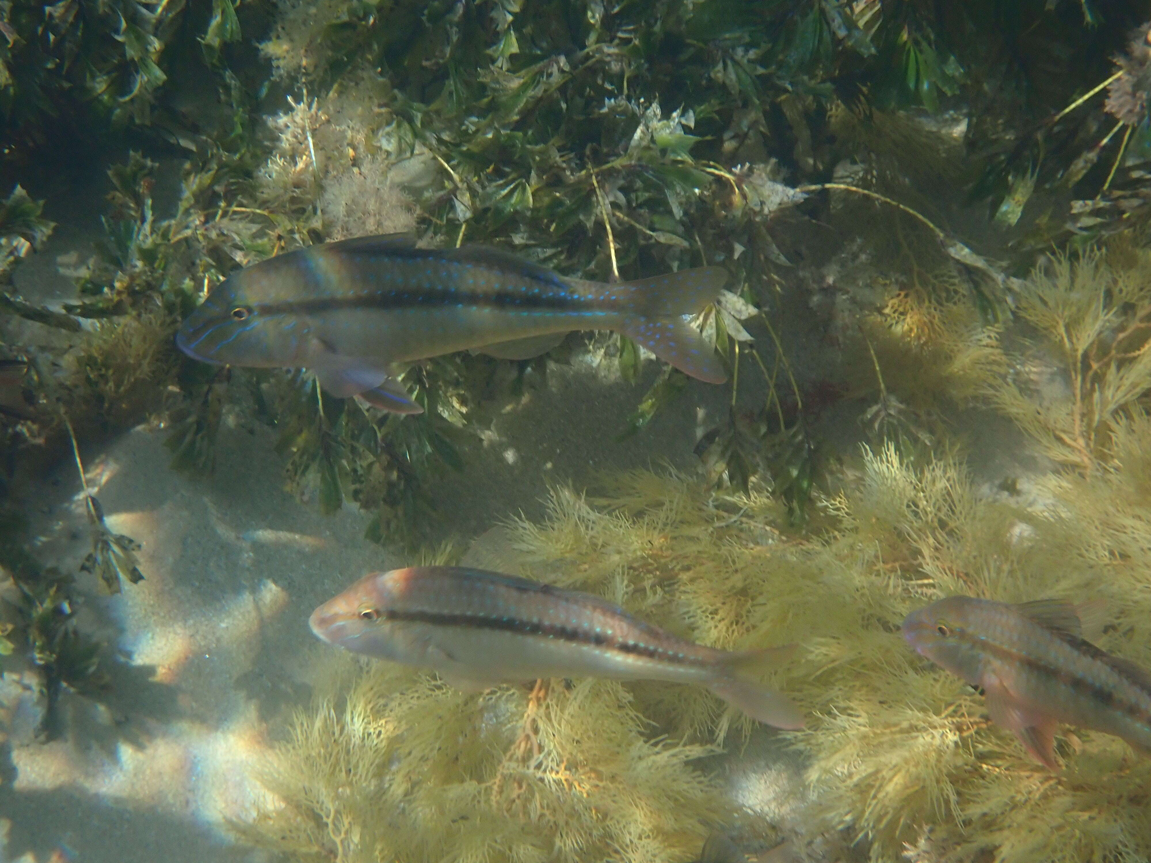 Image of Black-striped goatfish