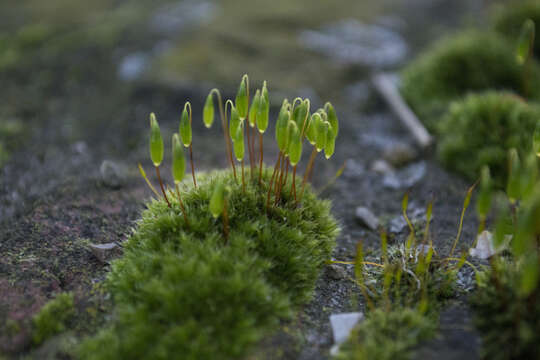 Image of silvergreen bryum moss