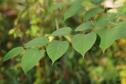 Image of Japanese Knotweed