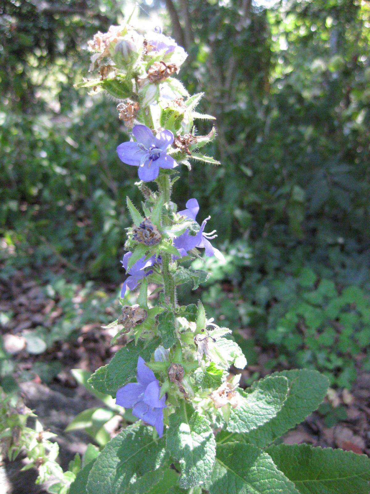 Image of Campanula primulifolia Brot.