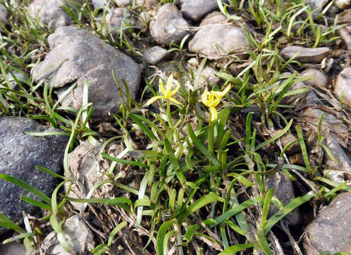 Image of grassleaf mudplantain