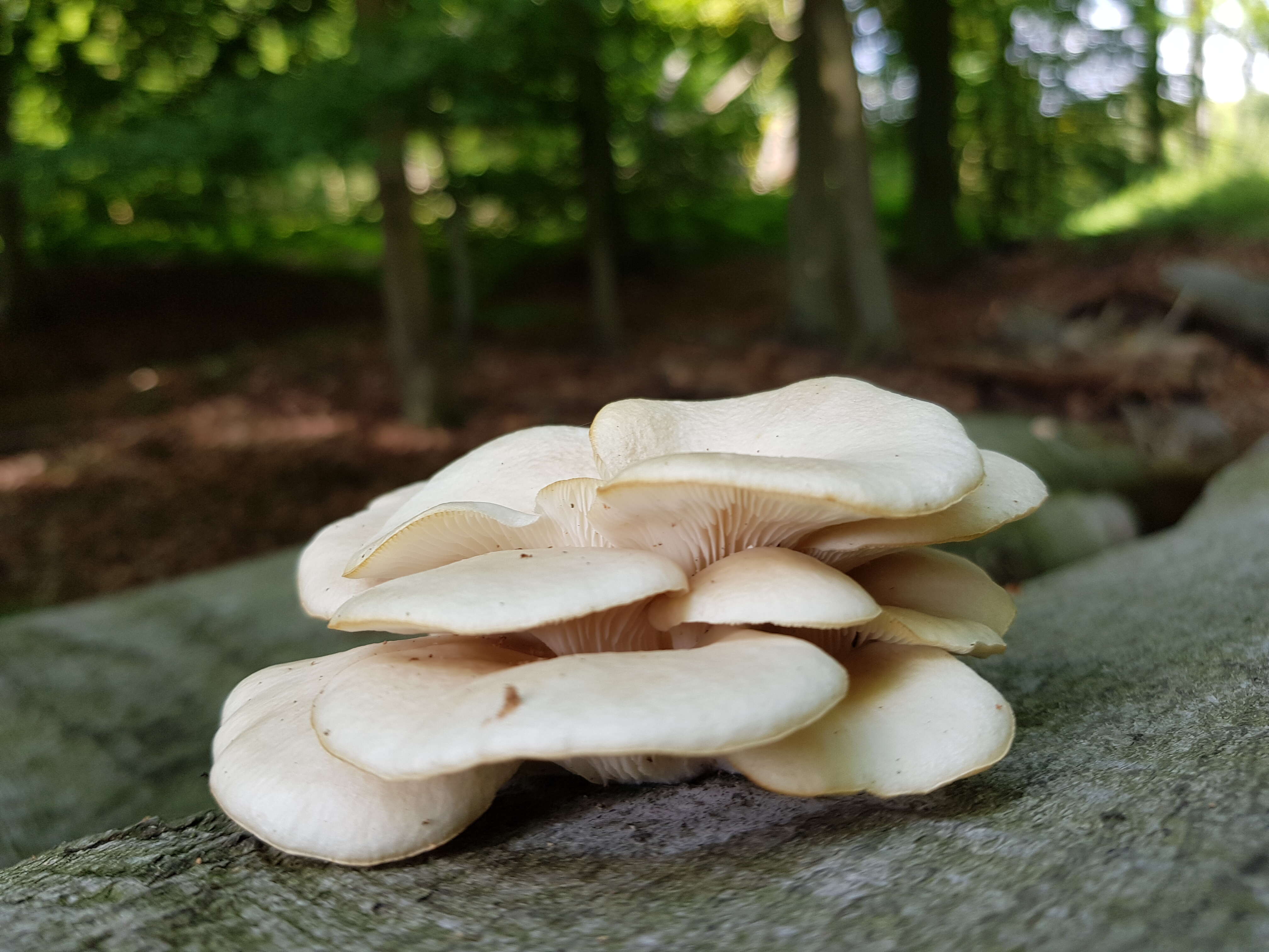 Image of Pleurotus