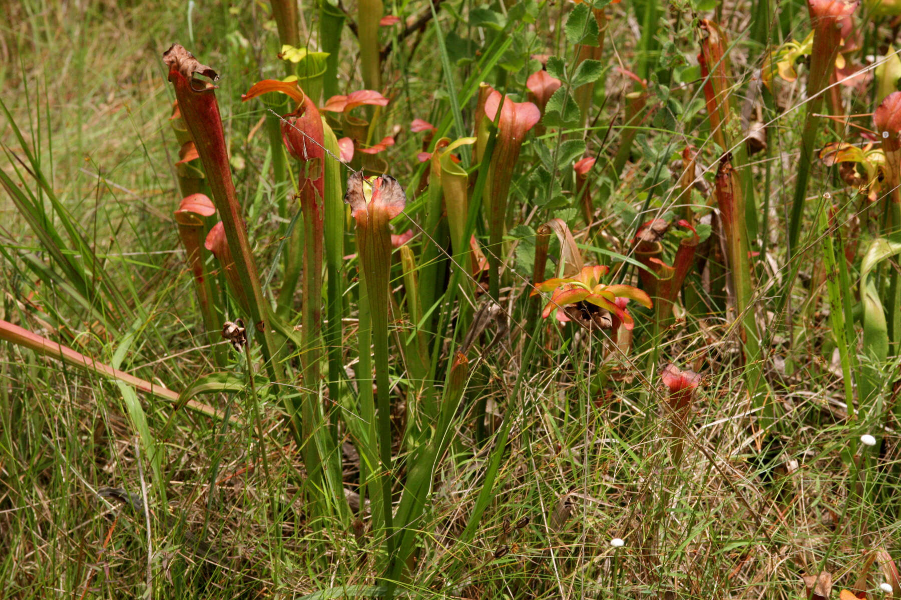 Image of Yellow Trumpets