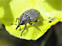 Image of Weevil