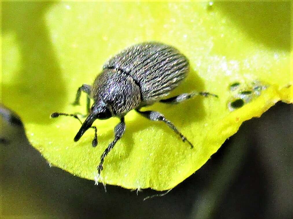 Image of Weevil