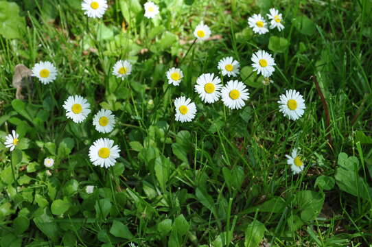 Image of Daisy