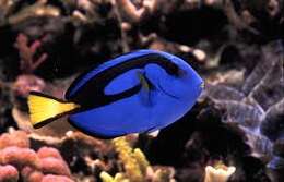 Image of Paracanthurus