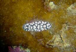 Image of Lumpy black and grey slug