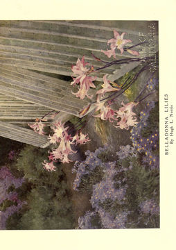 Image of Plantae