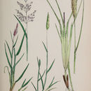 Image of Agrostis gigantea Roth