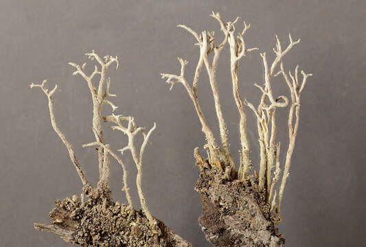 Image of Cladonia alpina