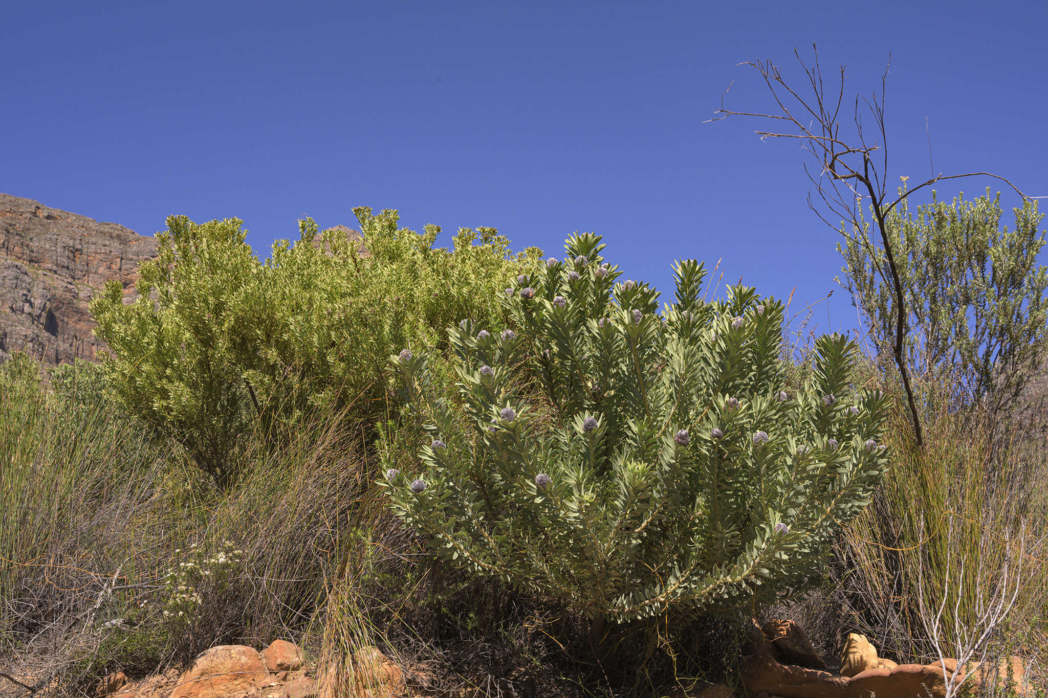 Image of grey conebush