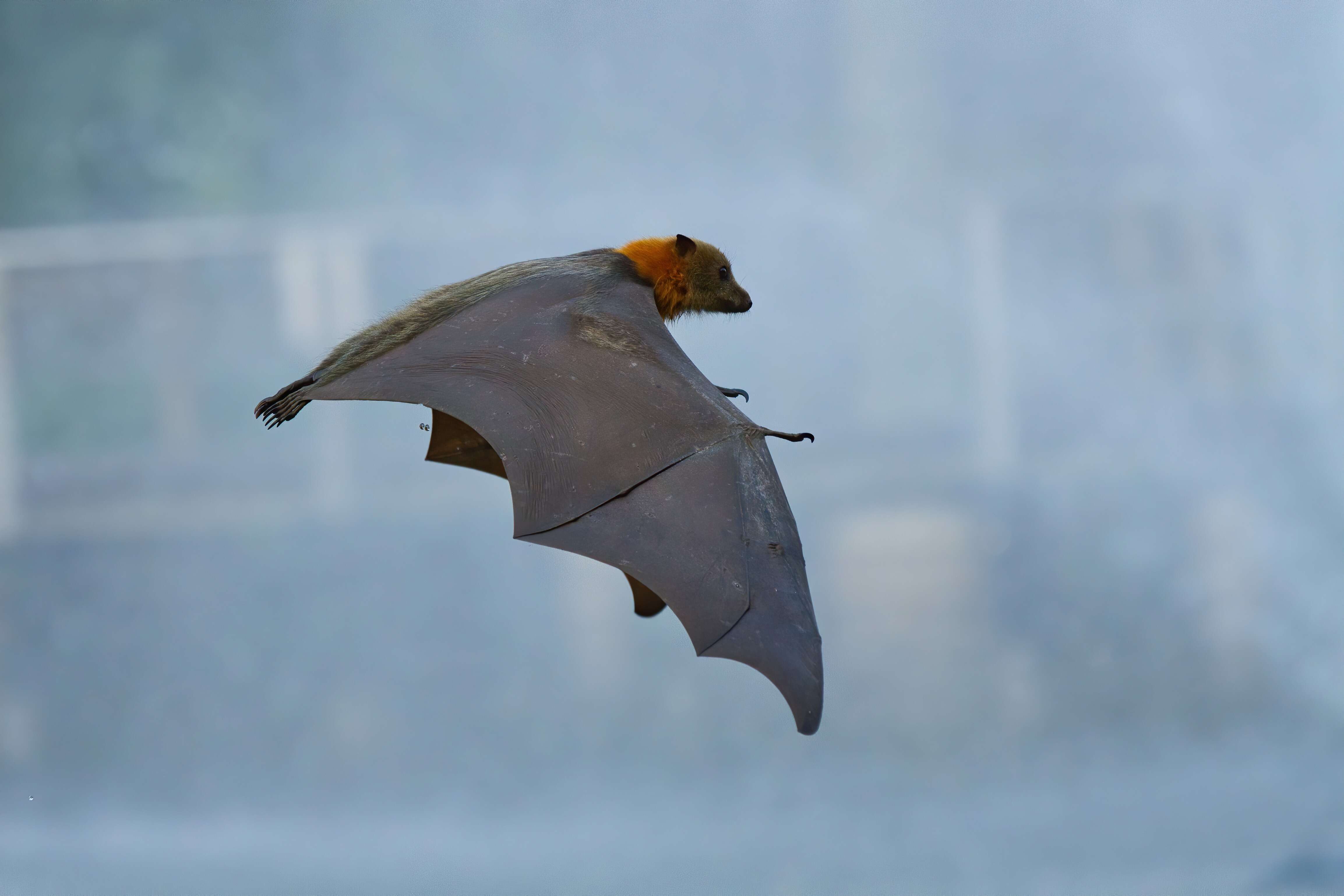 Image of Gray-headed Flying Fox