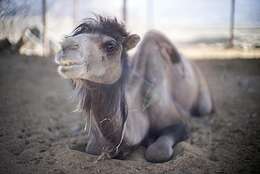 Image of Bactrian camel