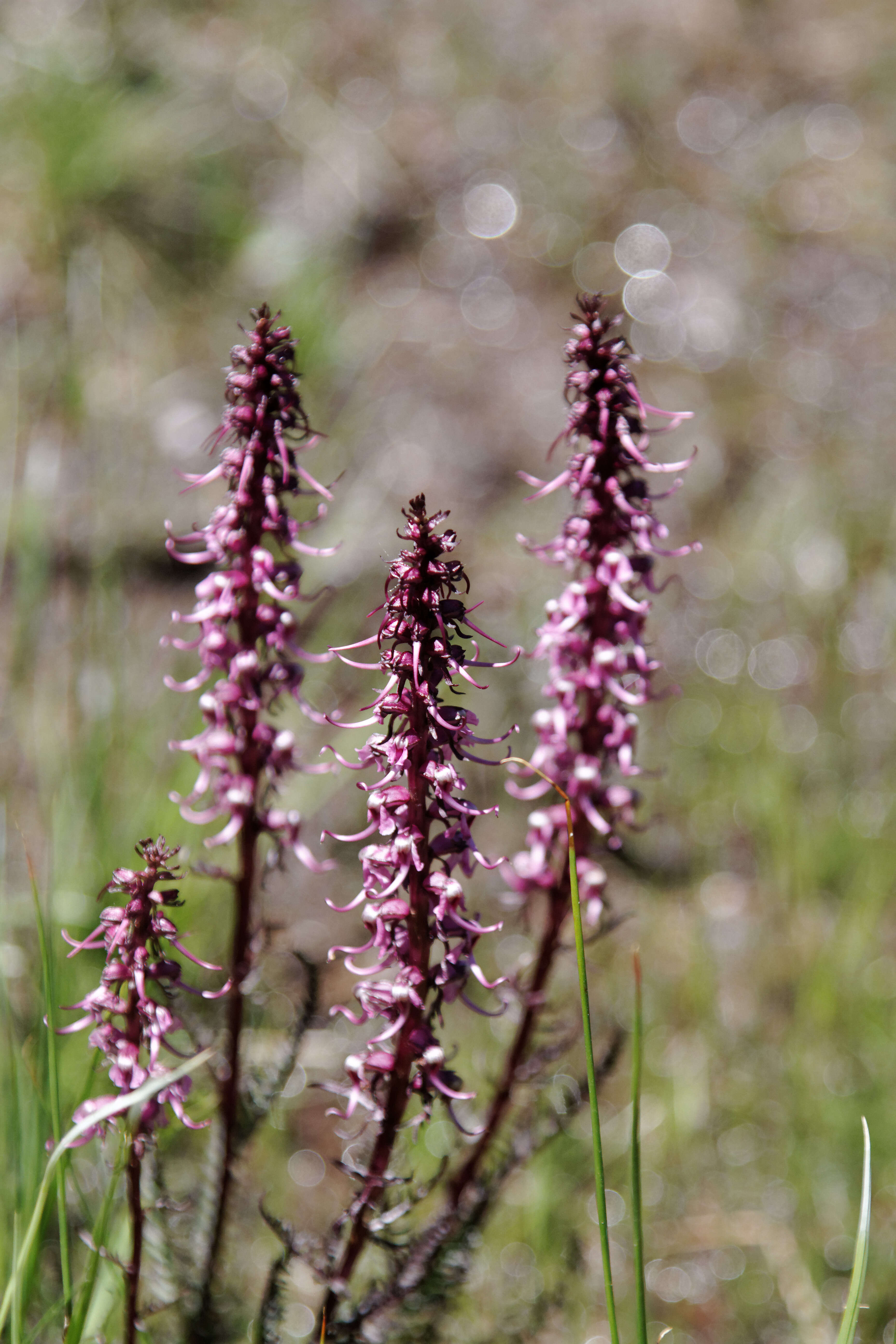 Image of elephanthead lousewort