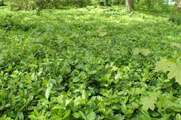 Слика од Euonymus fortunei (Turcz.) Hand.-Mazz.