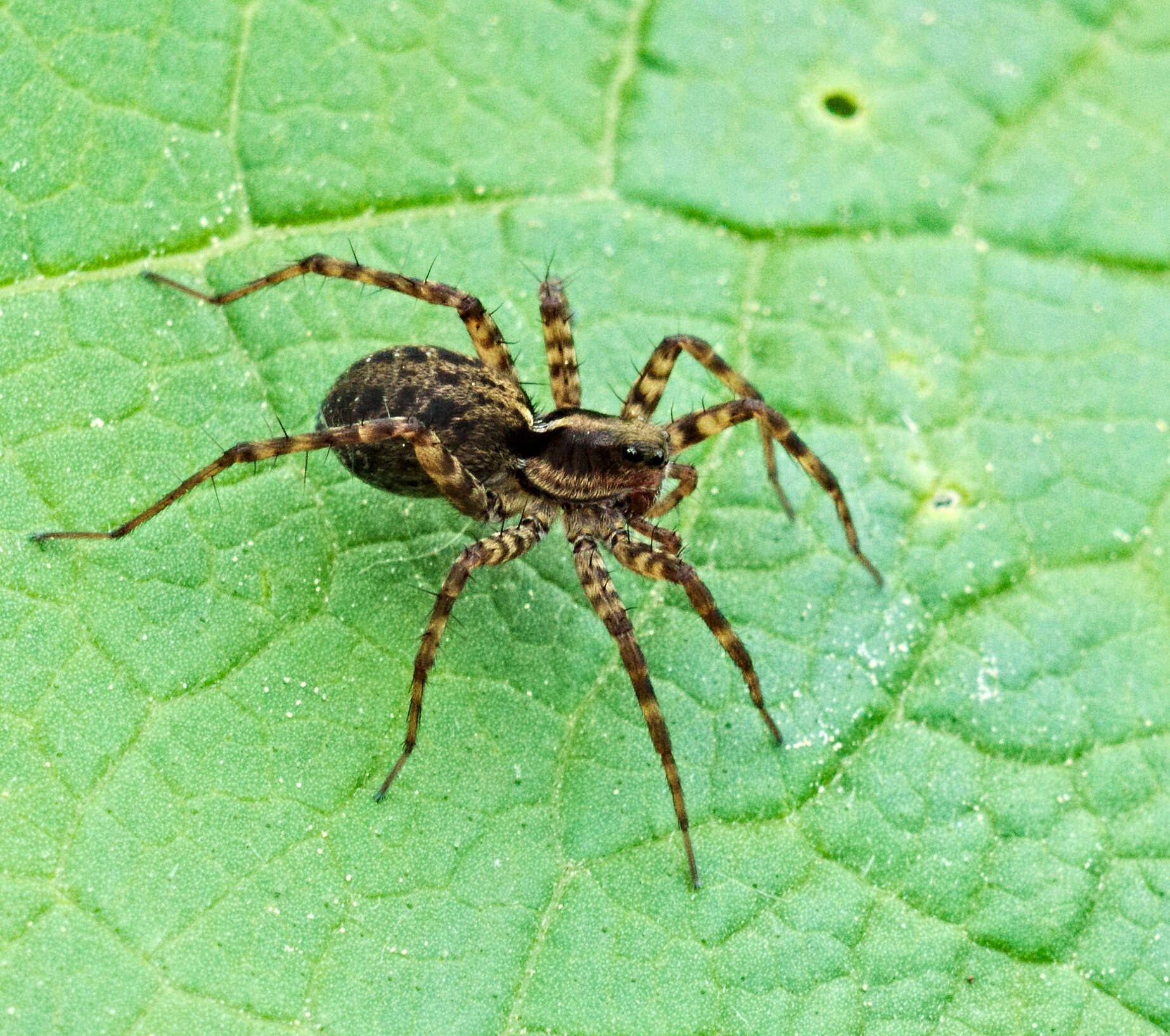 Image of Pardosa lugubris (Walckenaer 1802)