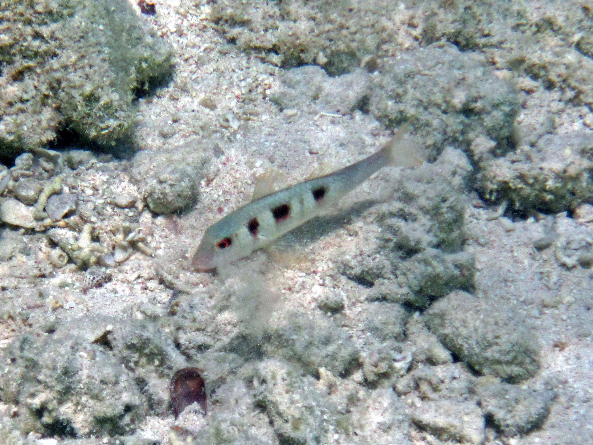 Image of Spotted Goatfish