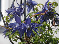 صورة Clematis macropetala Ledeb.