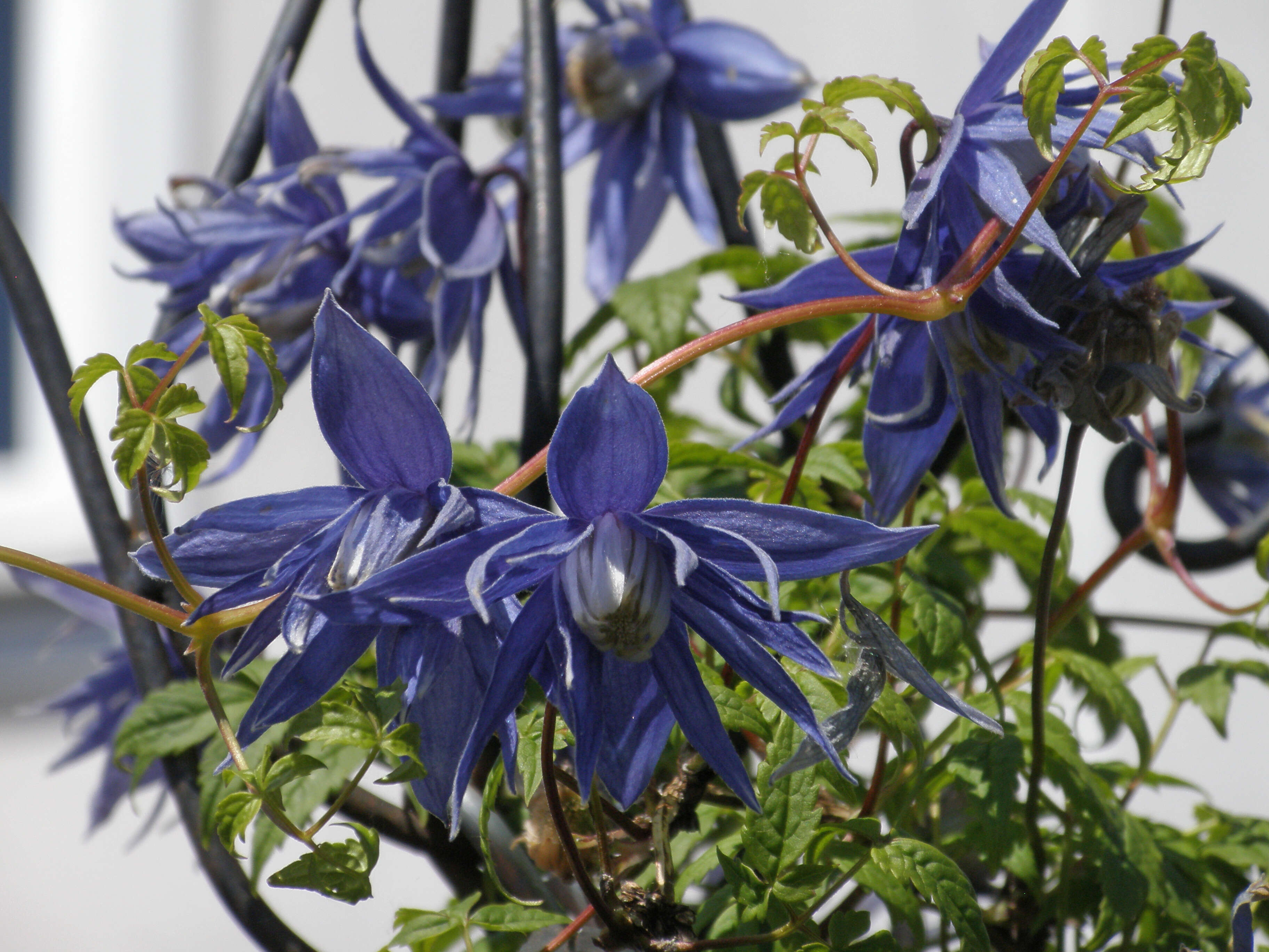 Image of Clematis macropetala Ledeb.