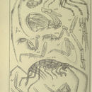 Image of <i>Dulichia falcata</i> (Spence Bate 1857)
