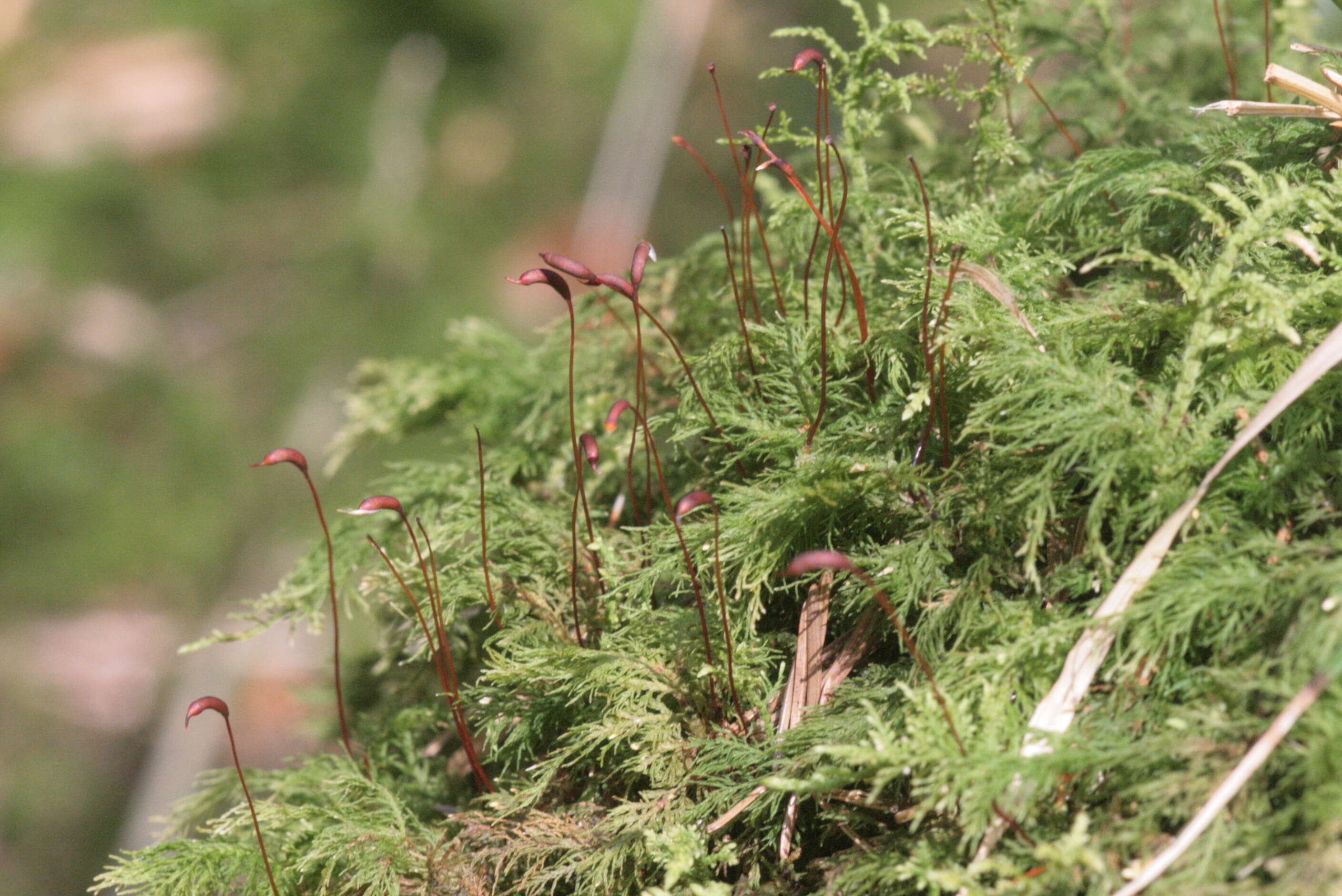 Image of tamarisk thuidium moss