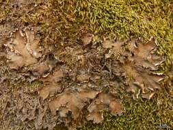 Image of Bluish dog-lichen;   Degen's felt lichen