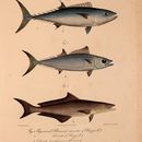 Image of Dogtooth tuna