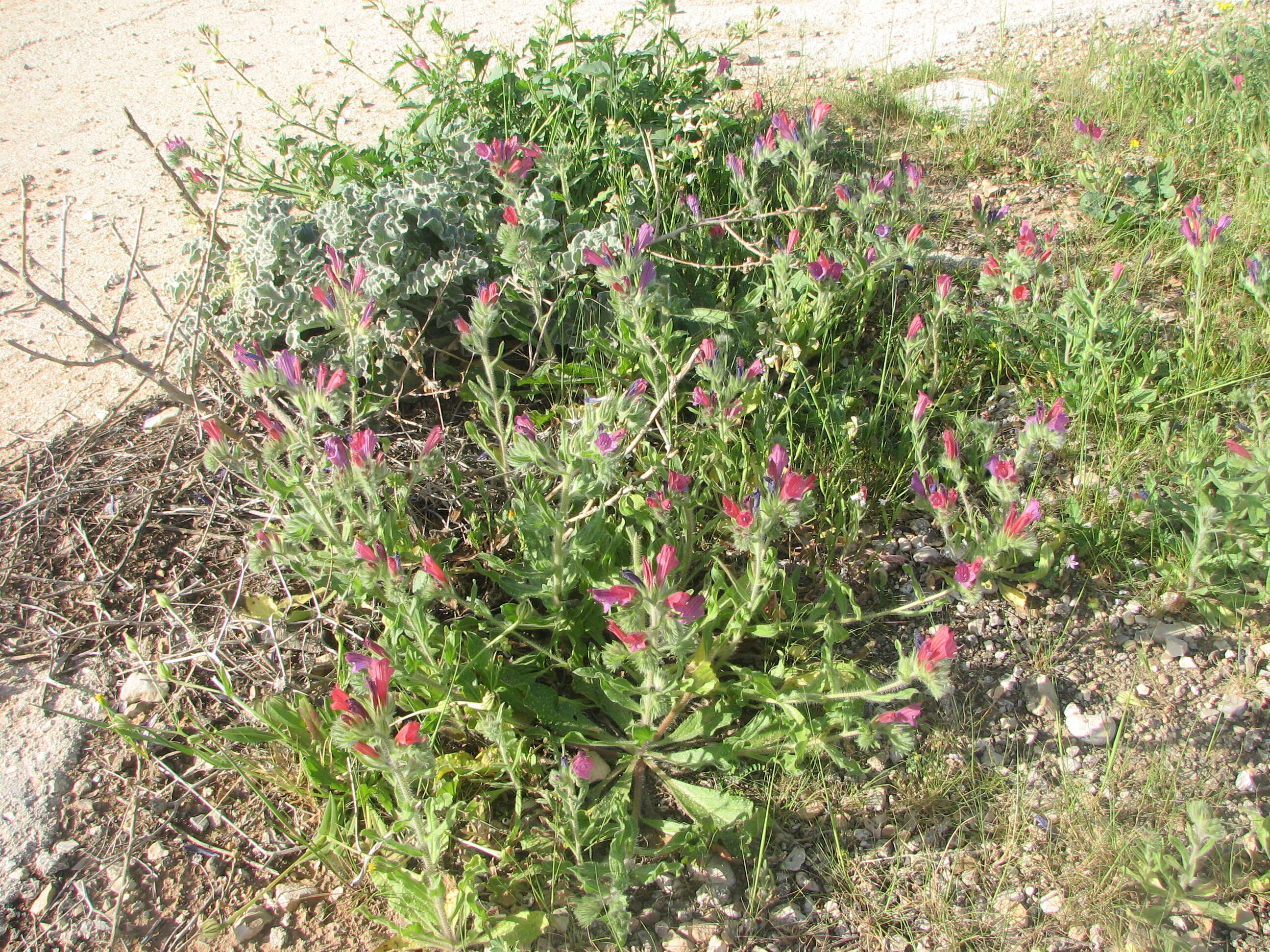 Echium judaeum Lacaita的圖片