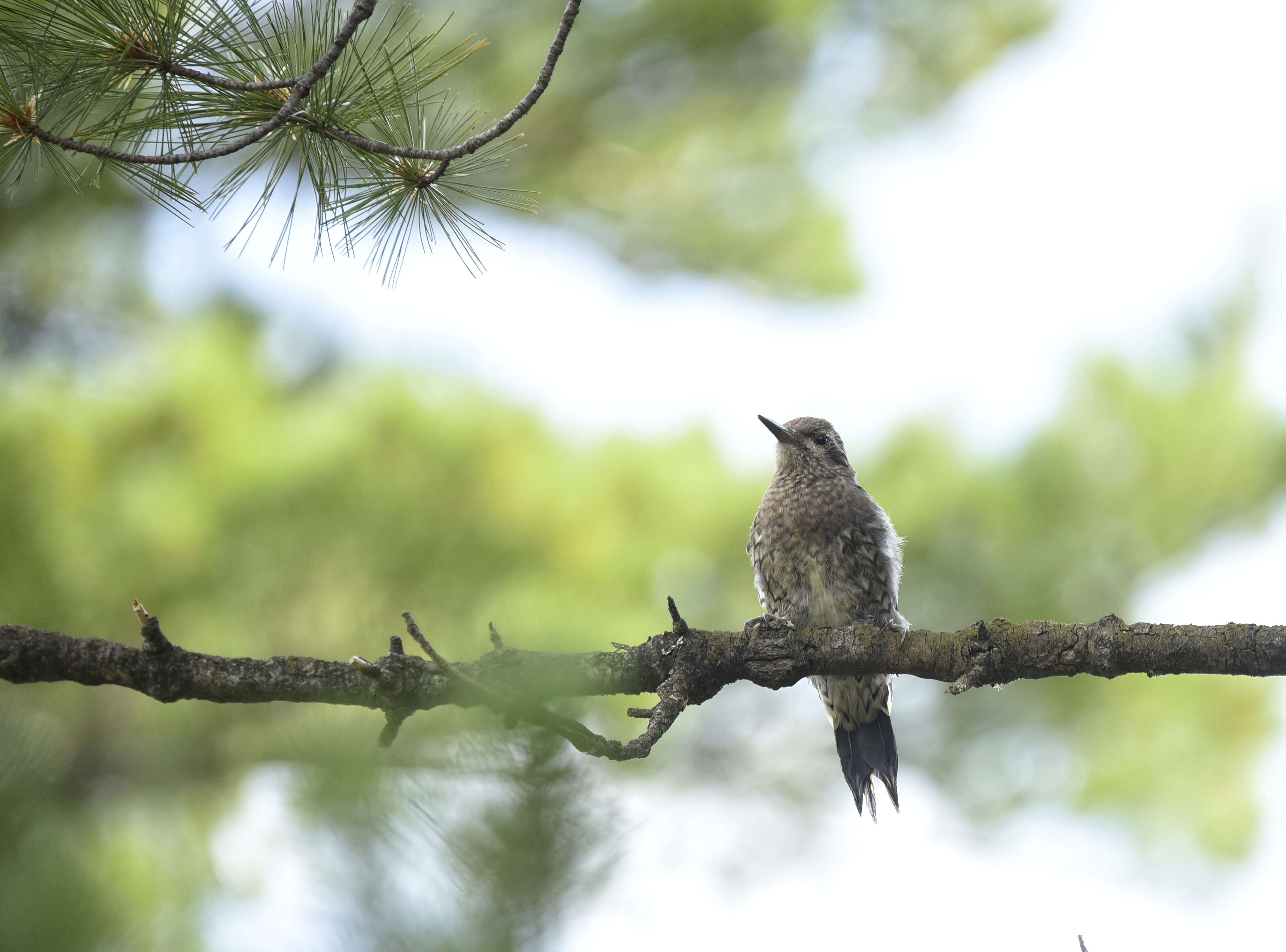 Image of Sapsucker