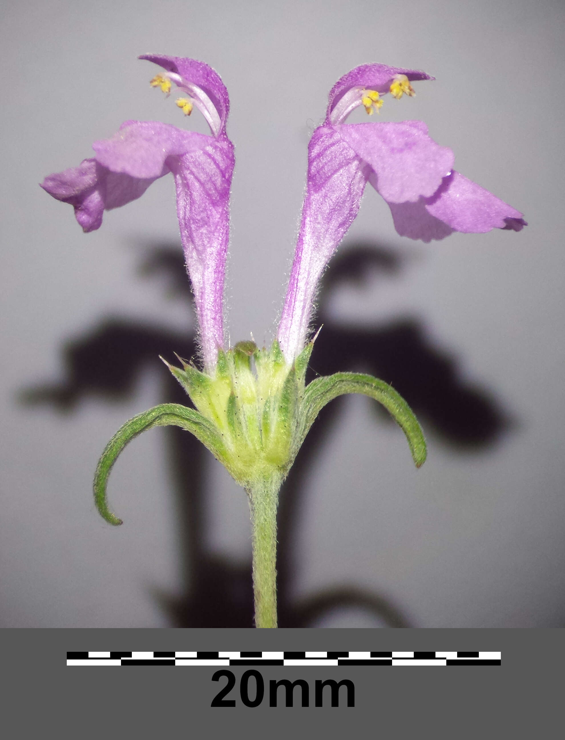 Image of Red hemp-nettle