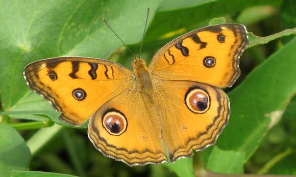 Imagem de Junonia almana Linnaeus 1758