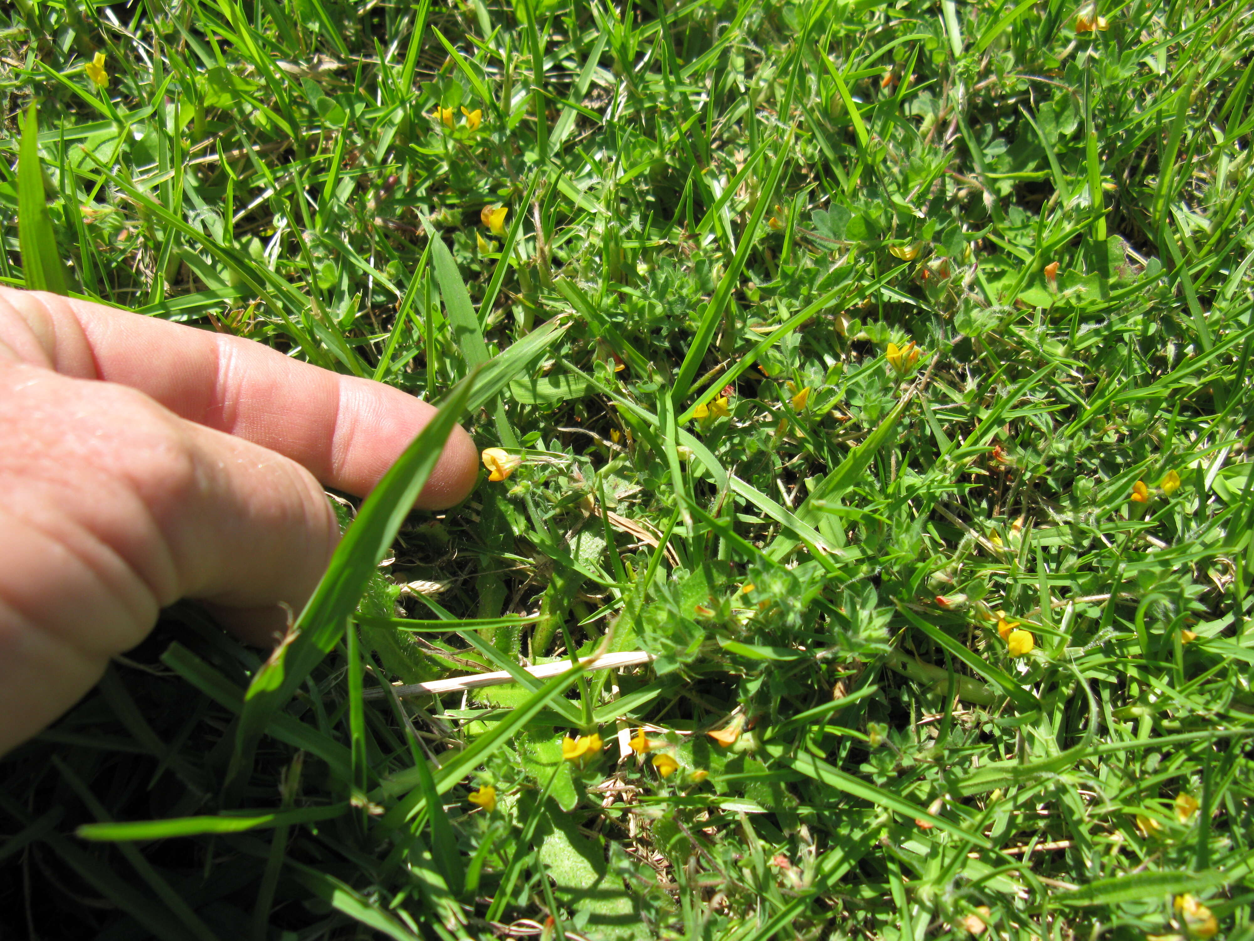 Image of hairy bird's-foot trefoil