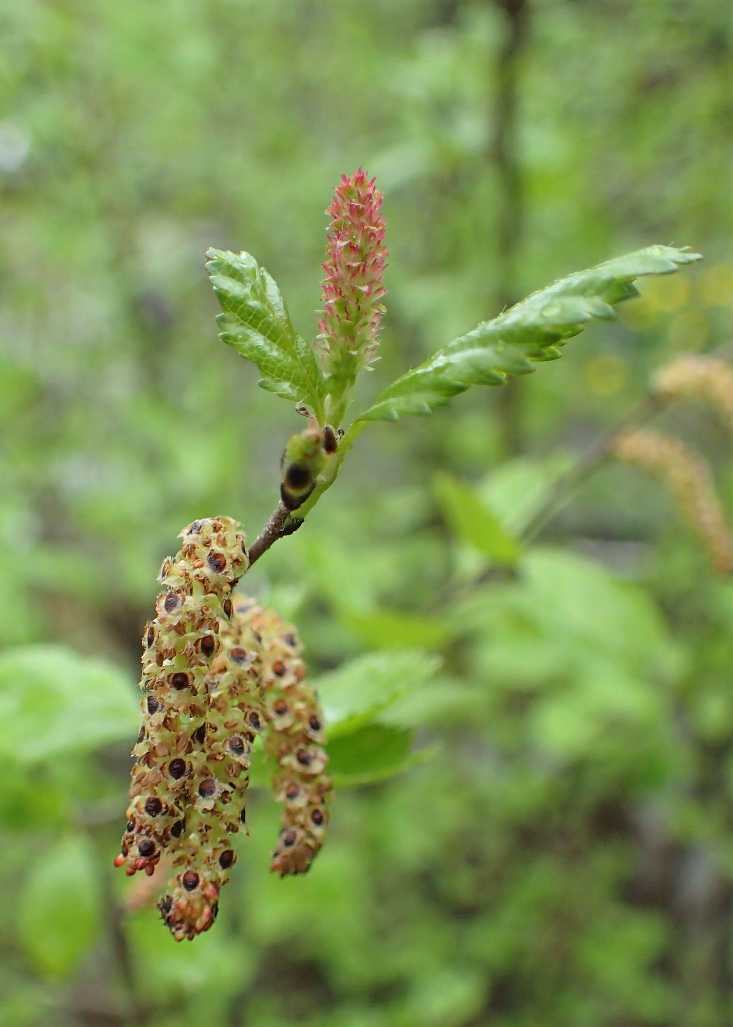 Image of Shrubby Birch