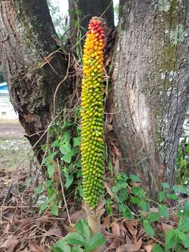 Amorphophallus paeoniifolius (Dennst.) Nicolson resmi