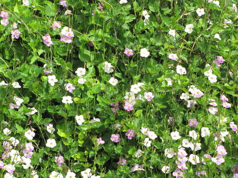 Image of Chinese violet