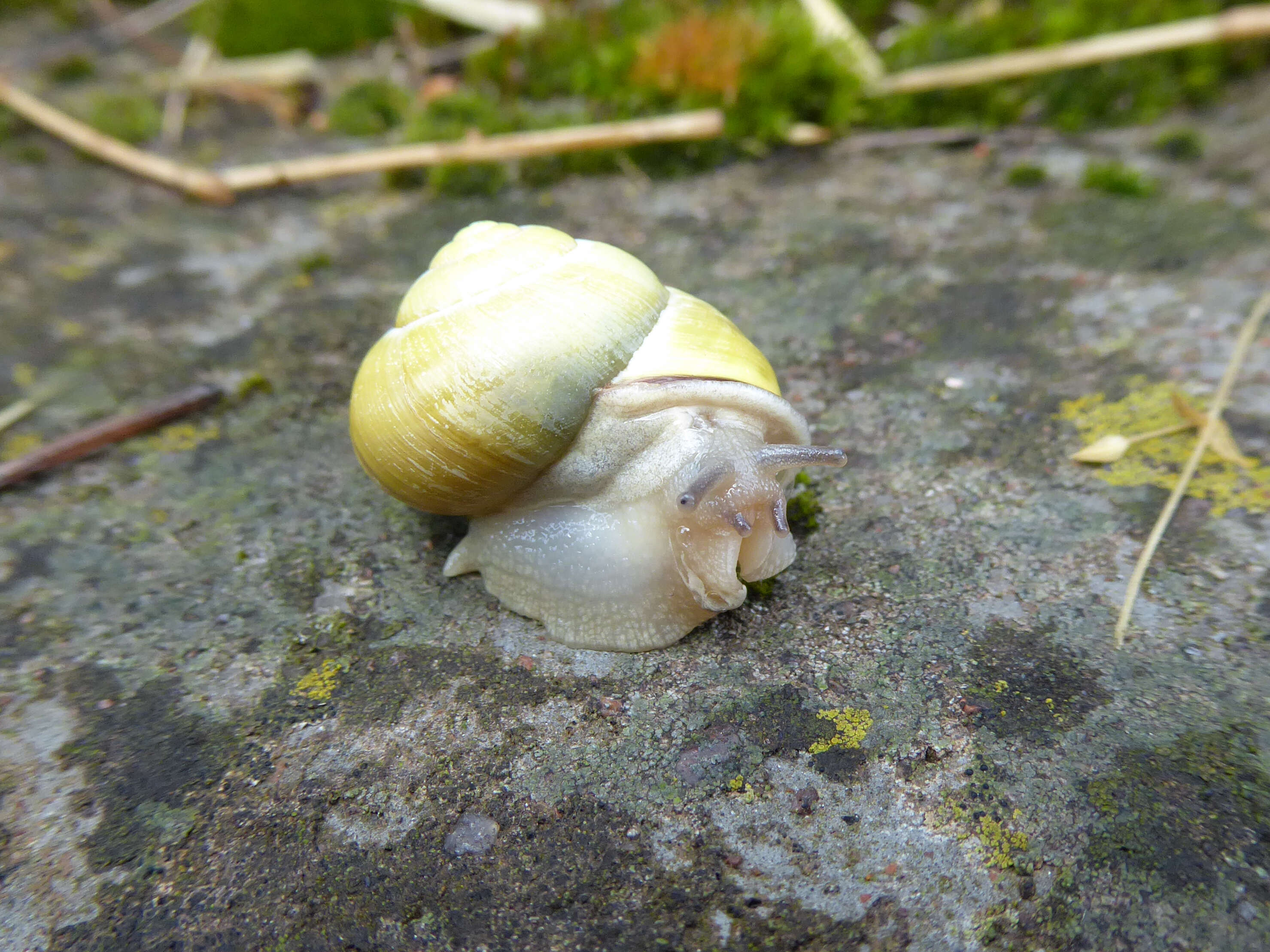 Image of Brown Lipped Snail