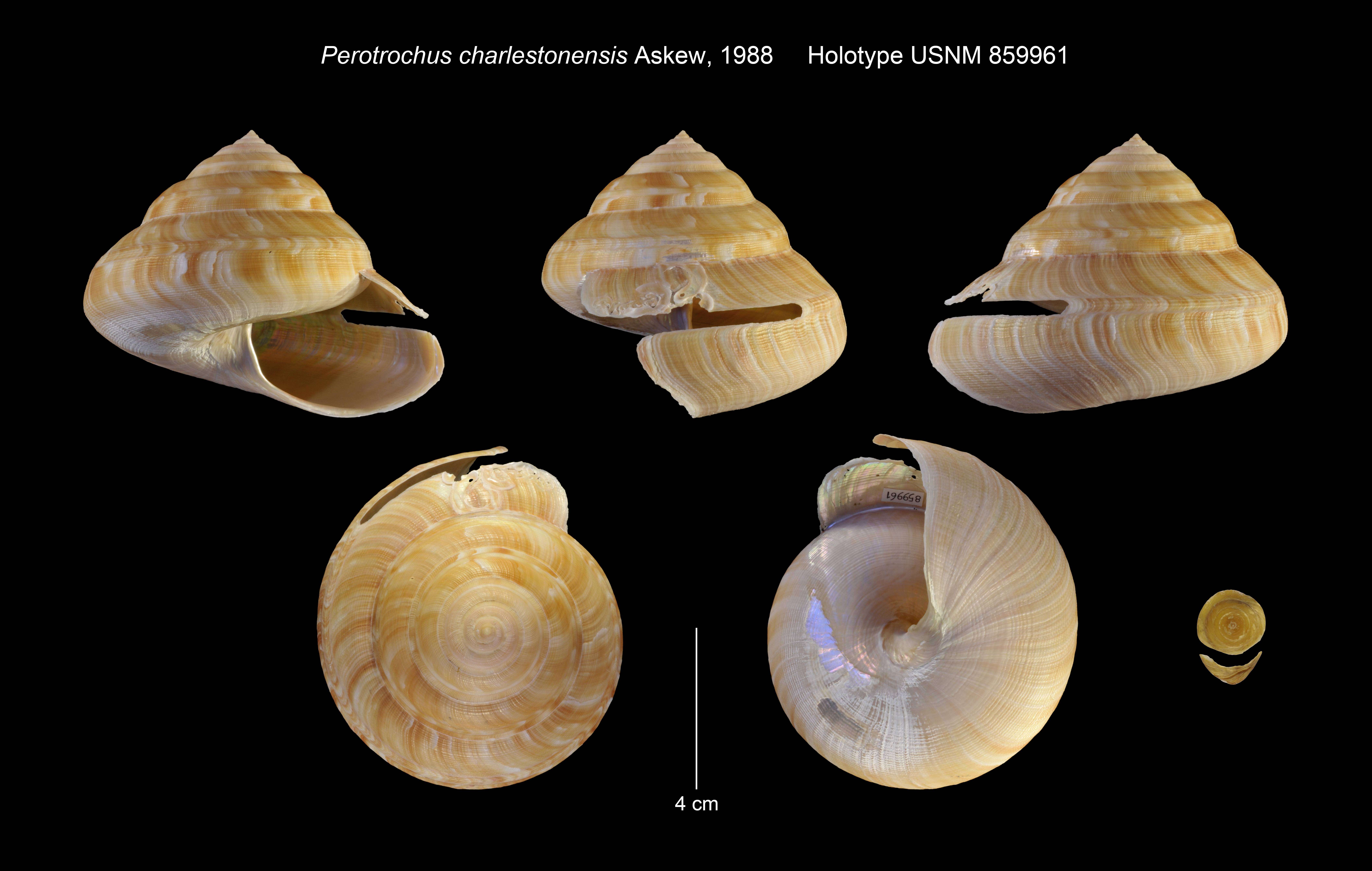 Image de Perotrochus charlestonensis Askew 1987
