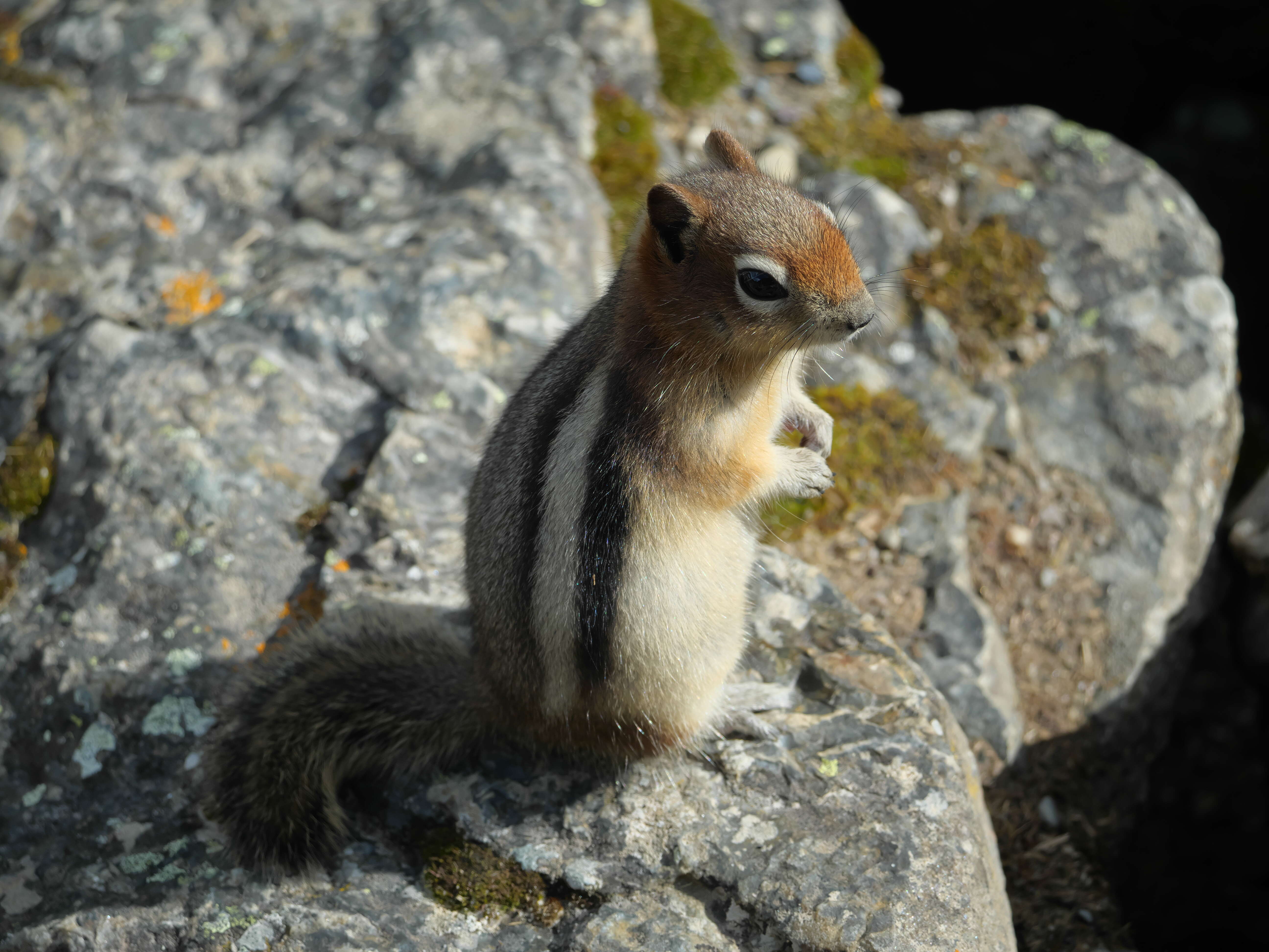 Callospermophilus Merriam 1897 resmi