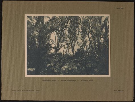 Image of <i>Halidrys siliquosa</i>