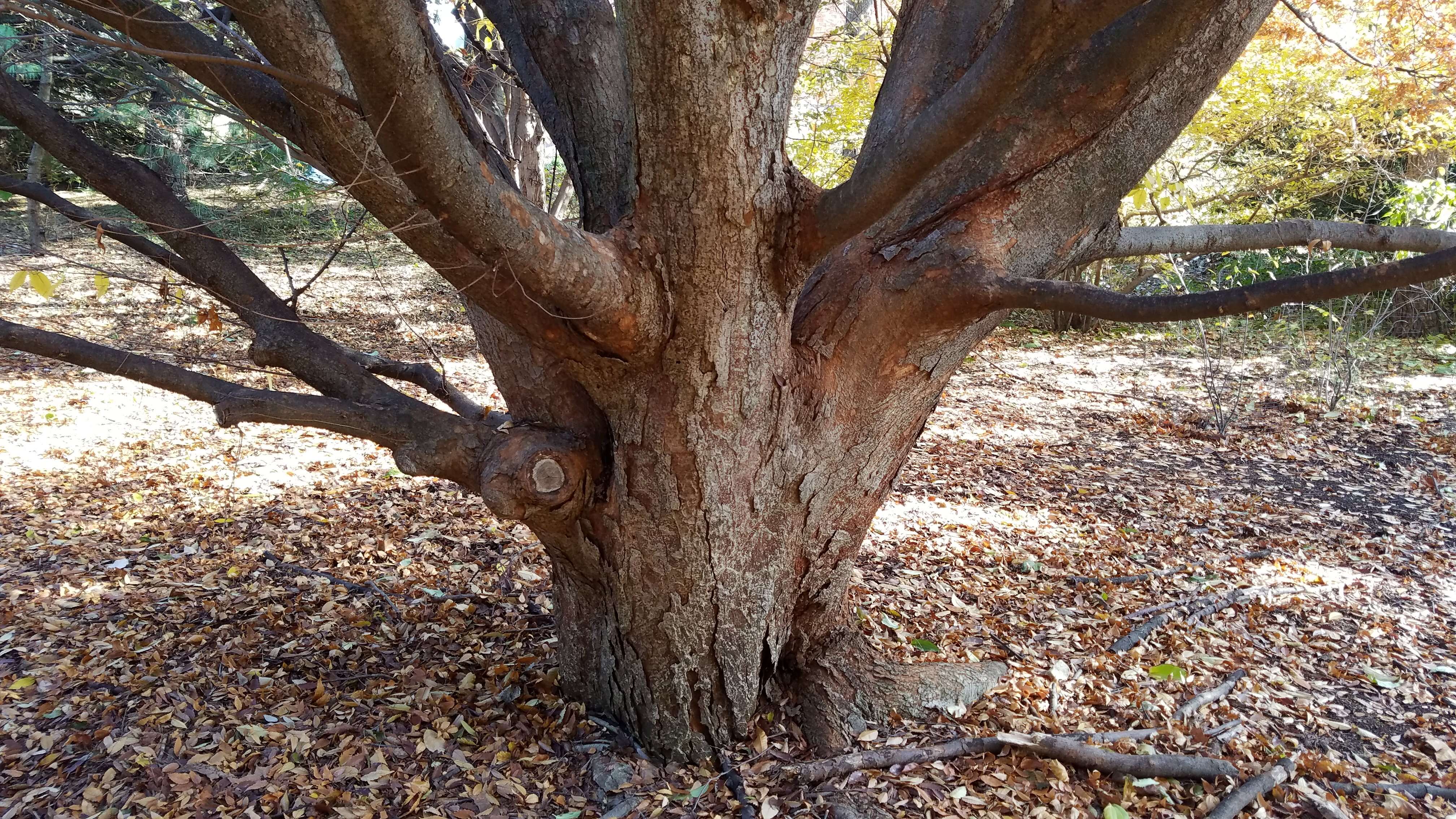 Imagem de Zelkova serrata (Thunb.) Makino