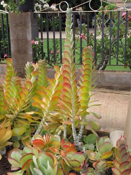 Kalanchoe luciae resmi