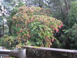 Image of East Indian almond